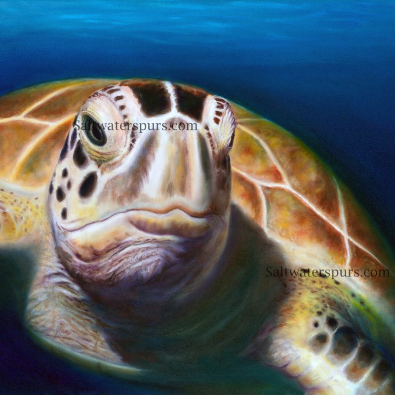 Portfolio – Turtle Lady Art