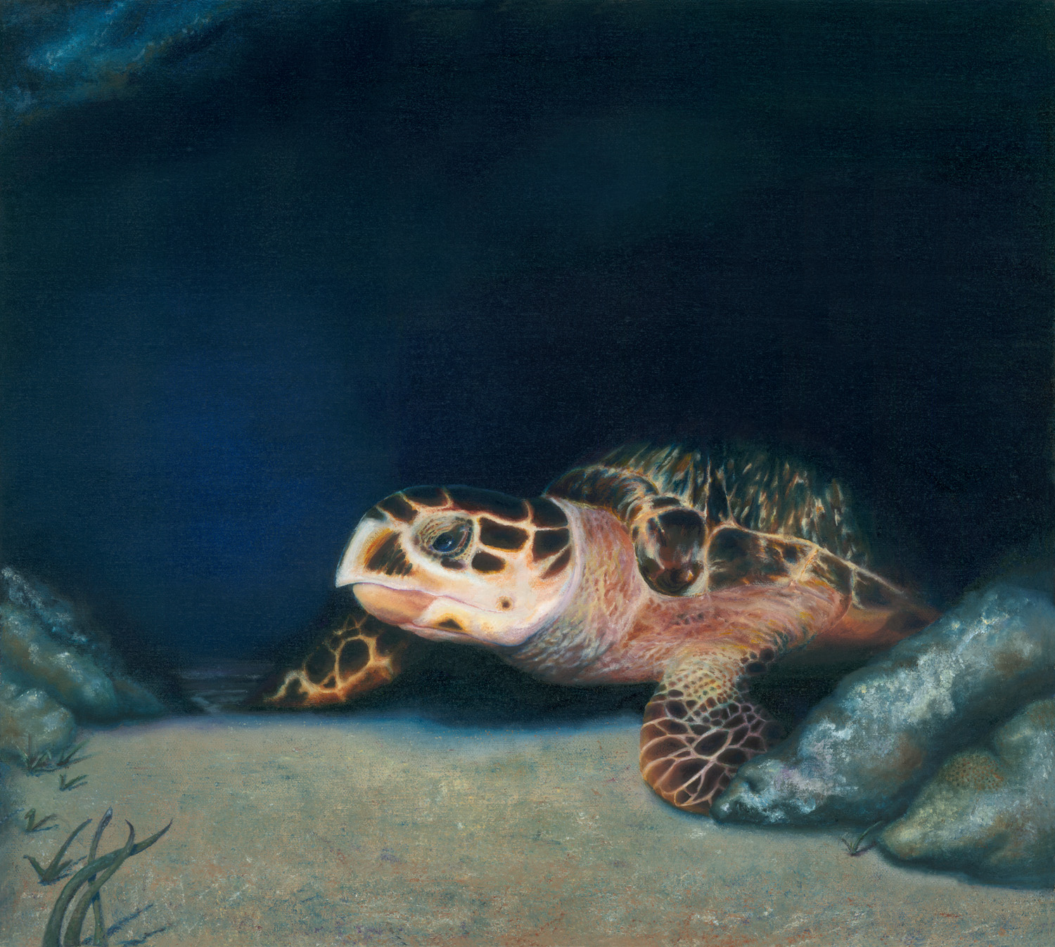 Sea Turtle Art – Turtle Lady Art