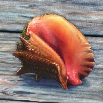 Conch Facts—The Sad Story Of The Disappearing Conch