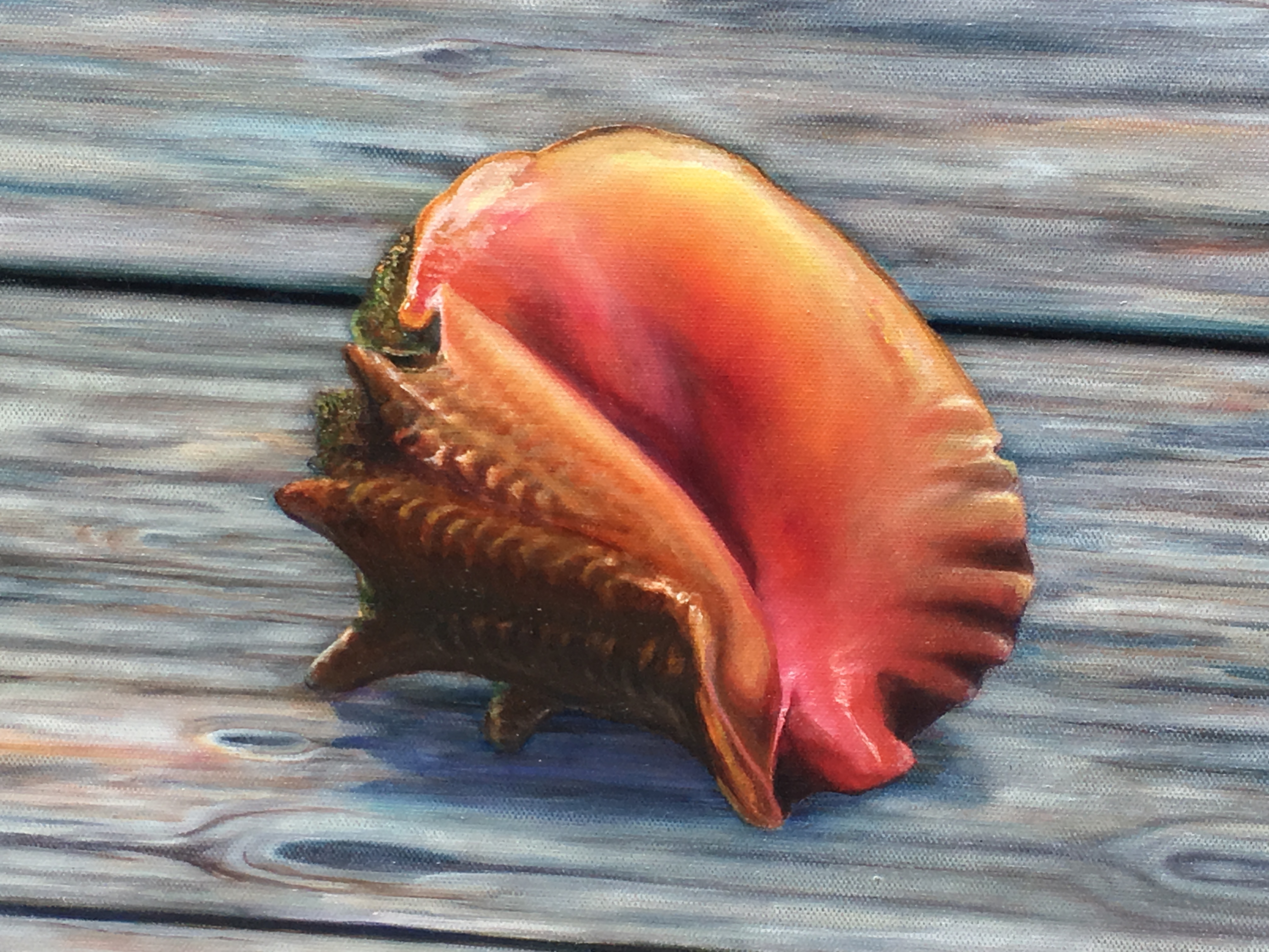 Conch Facts—The Sad Story Of The Disappearing Conch – Turtle Lady Art